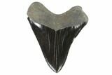 Black, Serrated, Fossil Megalodon Tooth - Georgia #90790-2